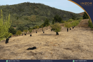 nitrihue (5)