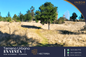 san alfonso web (2)